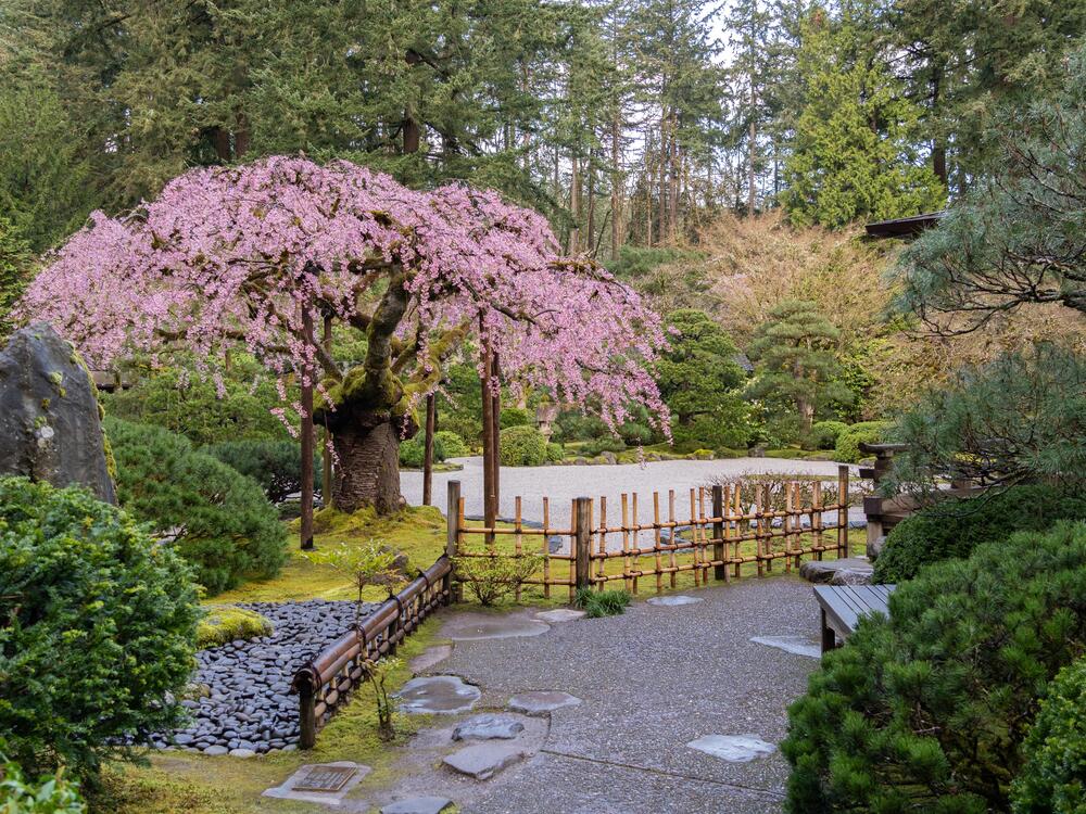 A cherry blossom tree at the Portland Japanese Garden in Portland on March 27.