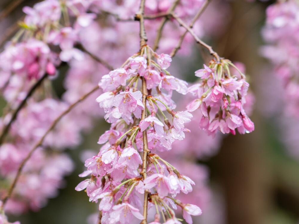 Cherry blossoms on a tree at the Portland Japanese Garden in Portland on March 27.