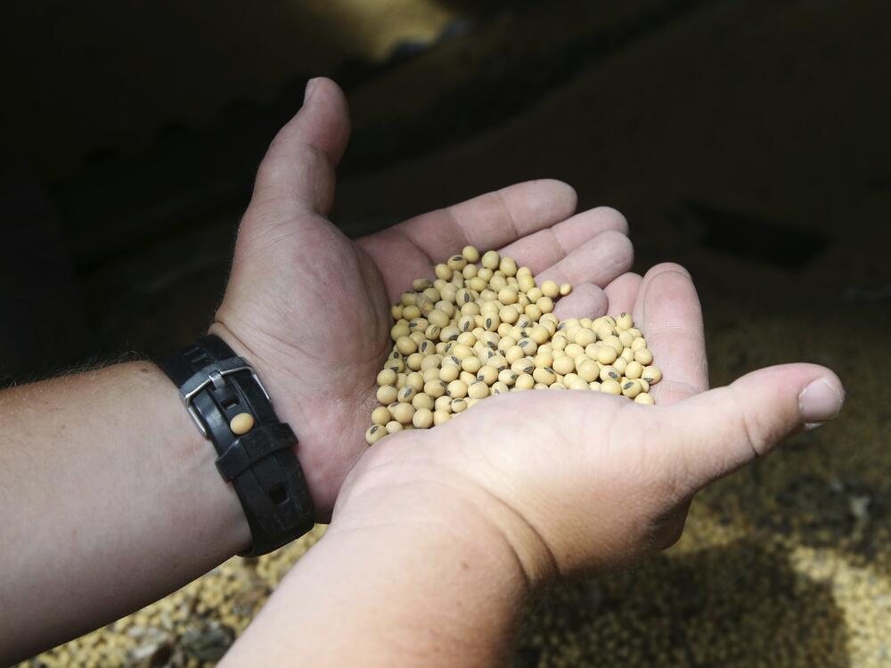 In this 2018 photo, Minnesota soybean farmer Michael Petefish holds soybeans from his farm  in southern Minnesota. At that time, American farmers, like now, were worried about the possibility of an escalating trade war after tariffs were imposed on imports during the first Trump administration.