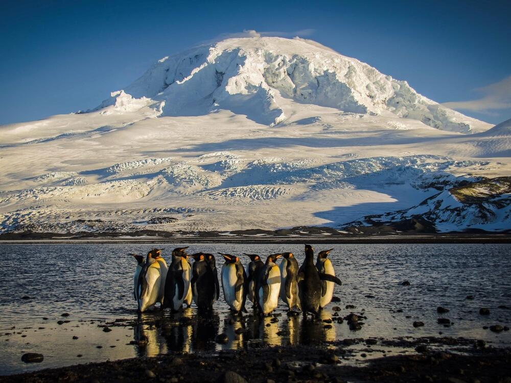 Penguins stand on the shores of Corinthian Bay in the Australian territory of Heard Island, one of the targets of the Trump administration's sweeping set of tariffs.