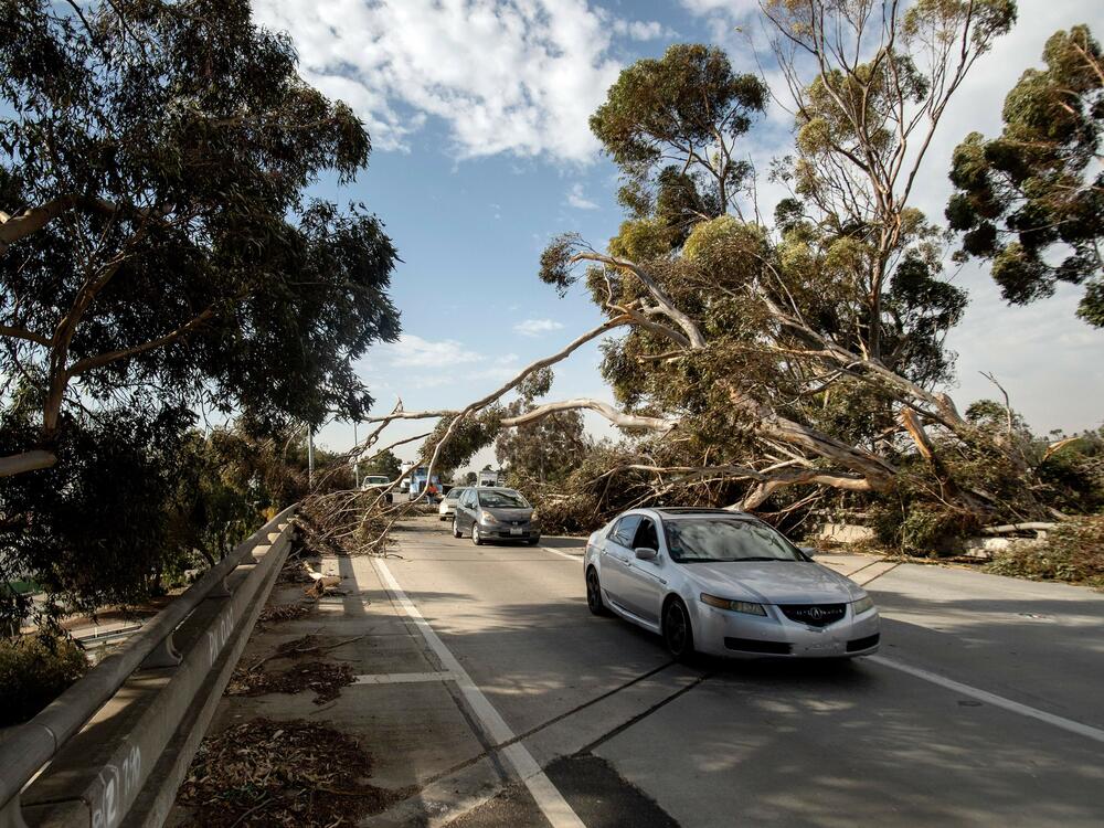 Cars drive under a tree toppled by wind in Ventura, Calif. on Jan. 19, 2021.