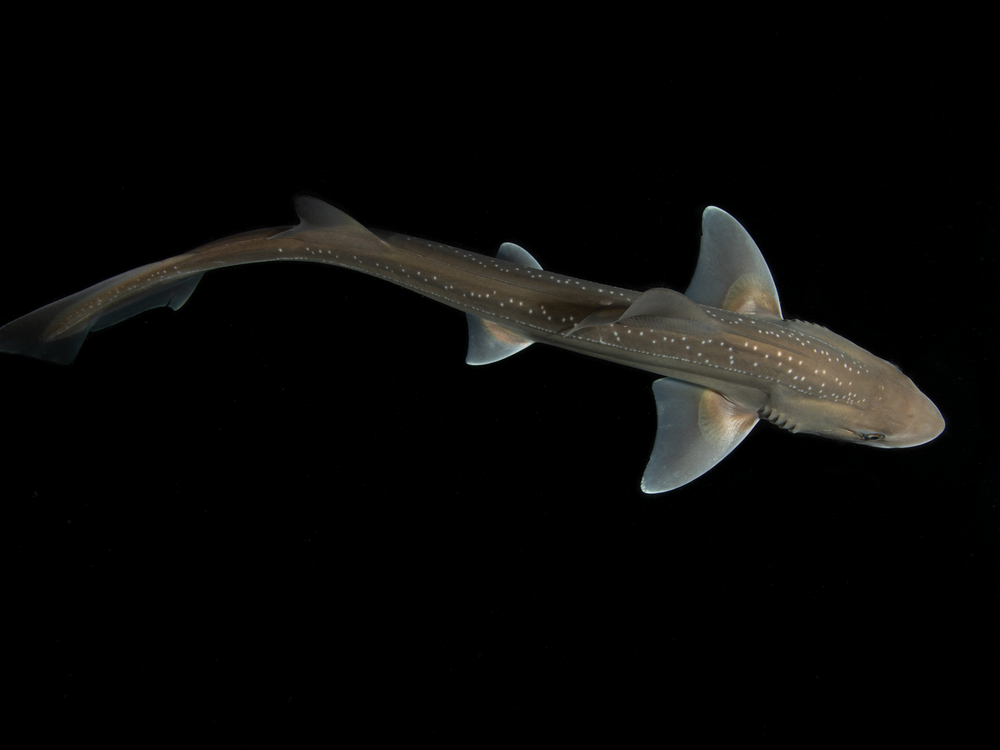 Nieder and her team observed 10 rig sharks in tanks that were equipped with underwater recording equipment.