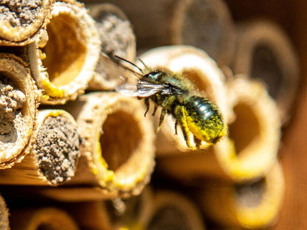 A mason bee is pictured. The bees are known as good pollinators.