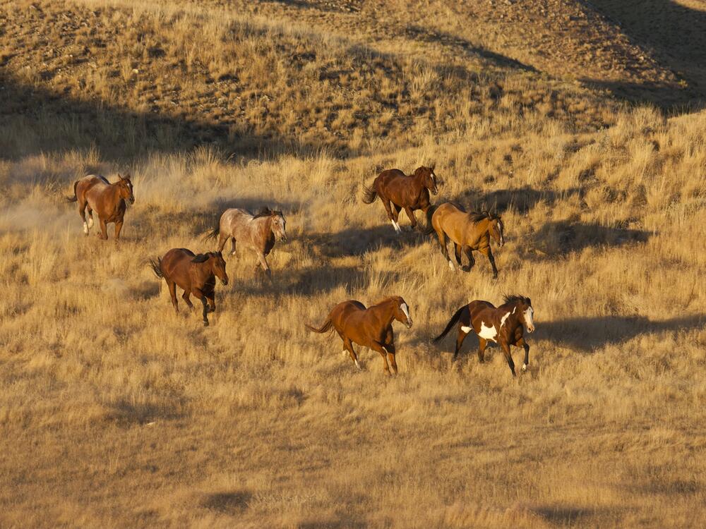 Horses are exceptional athletes, able to push their large bodies farther and faster than many other animals.