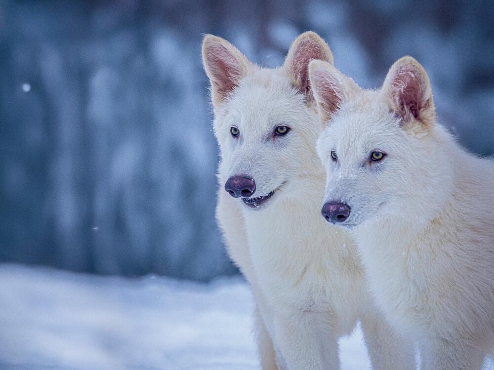 Romulus and Remus, the pups with dire wolf traits that were bred by Colossal Biosciences, are pictured at three months old.