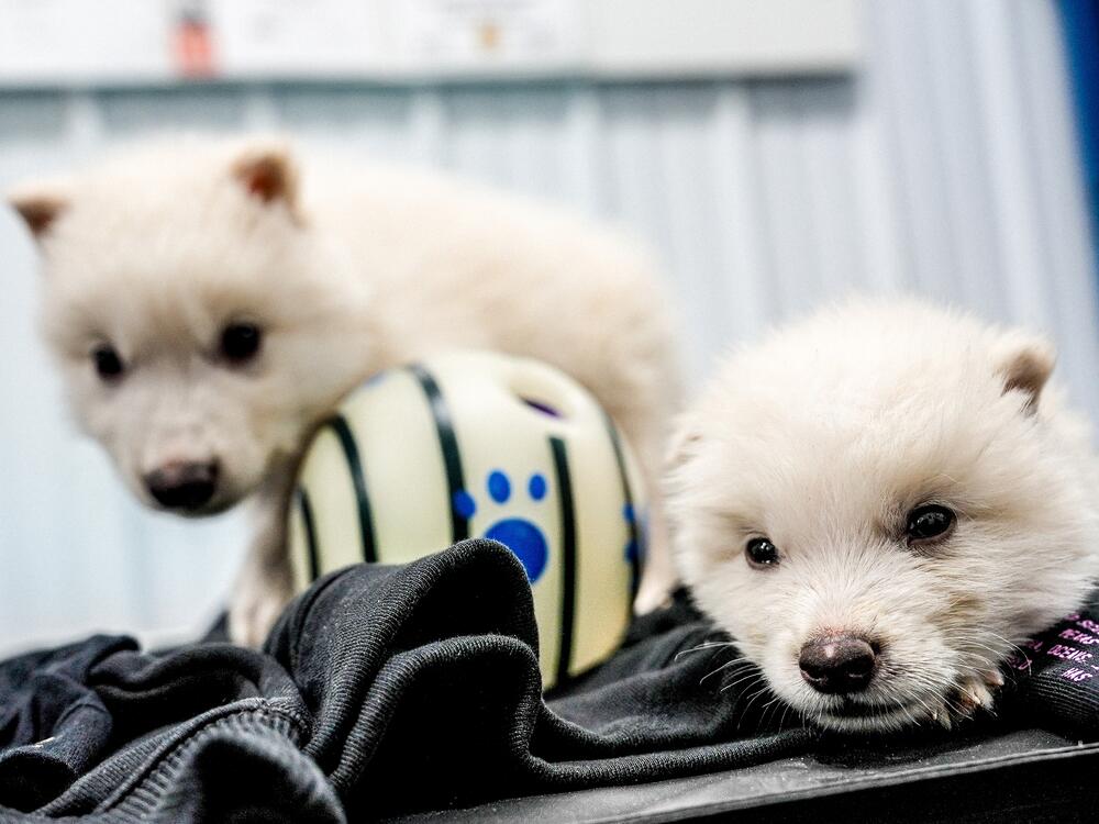 Romulus and Remus are seen at a month old. Colossal Biosciences modified gray wolf DNA to breed the pups.