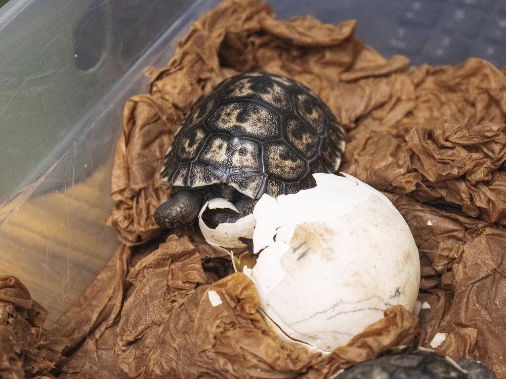 A Western Santa Cruz Galapagos tortoise hatchling is shown, one of four that hatched recently at the Philadelphia Zoo.