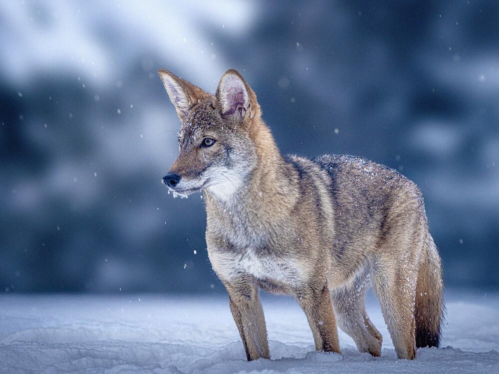 Hope, one of the red wolf clones bred by Colossal, is seen at four months of age. The company said its technology could be used to help endangered species rebound.