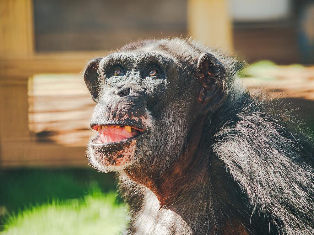 Al is one of the former research chimpanzees recently moved to a chimp sanctuary in Louisiana.