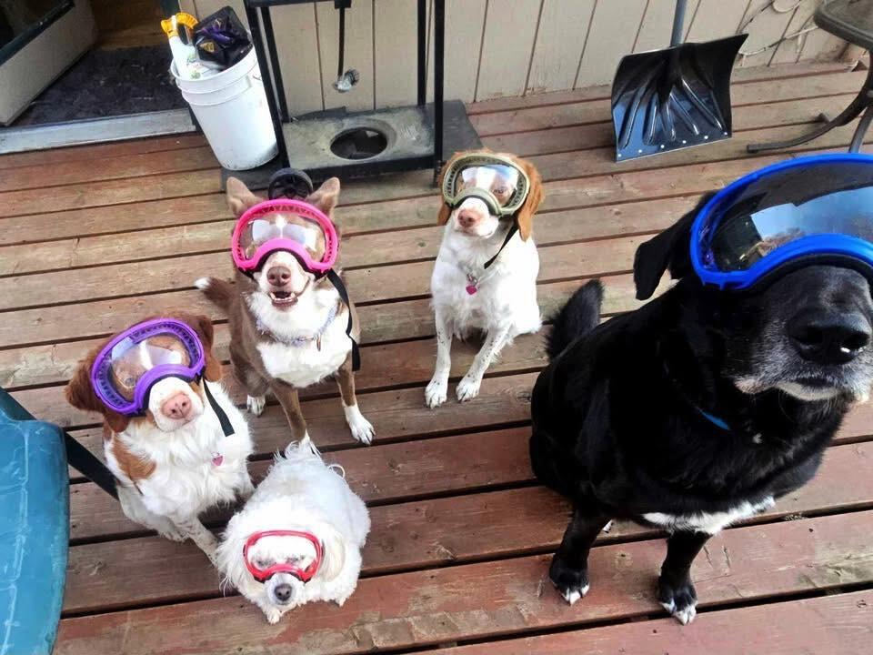 Anchorage dogs test out masks that their owner acquired to protect their eyes against volcanic ash.