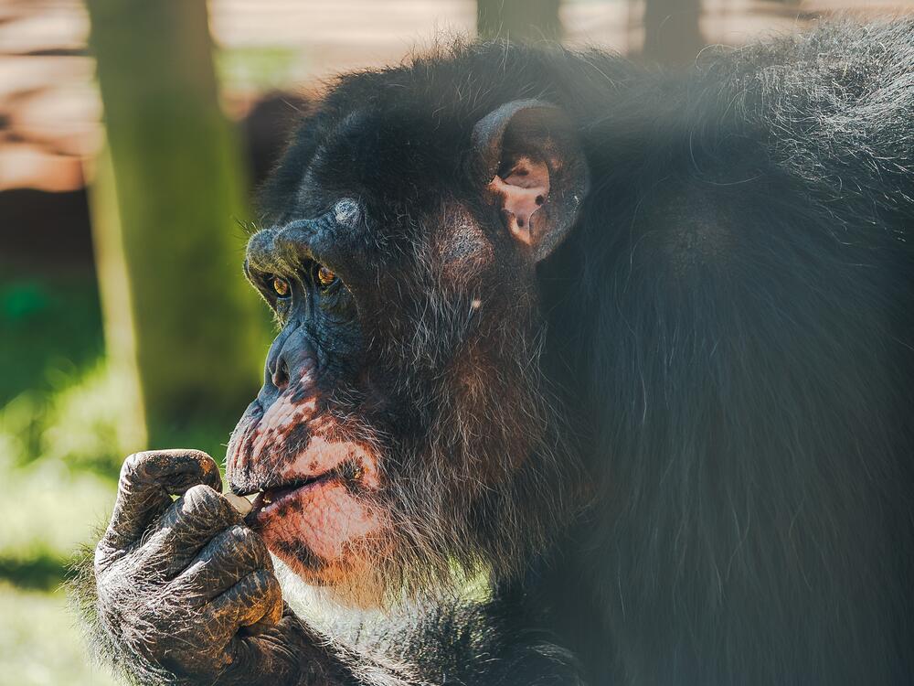 Kamaka is a former research chimp recently moved to Chimp Haven in Louisiana.