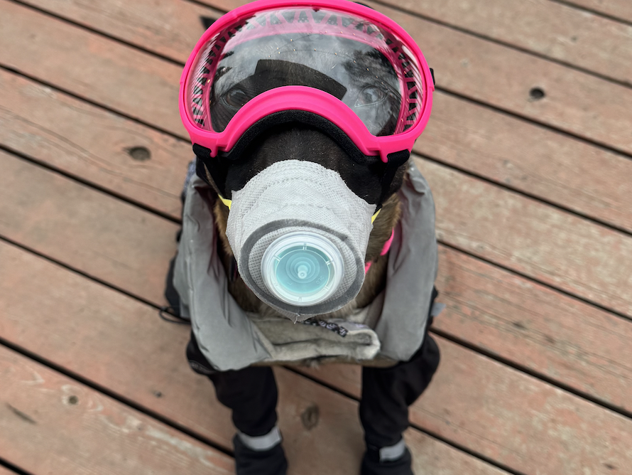 Sinister, a Belgian Malinois, wears a canine respirator that his owners bought in the event of an eruption of Mount Spurr. Experts say that dogs should be trained to wear a mask before it's needed.