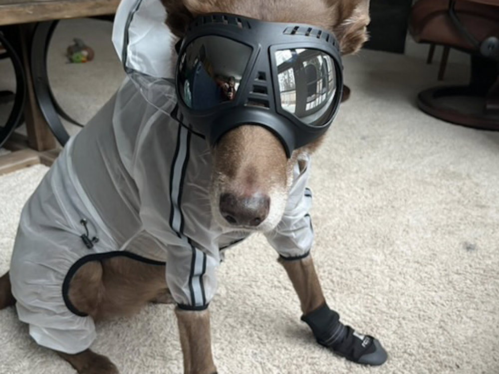 Anchorage dog Cedar sports goggles and a raincoat designed to shield her from corrosive ashfall that could contain volcanic glass.