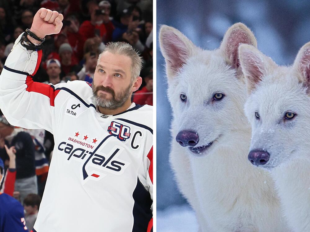 From left: the president, a record breaker, genetically modified wolves.