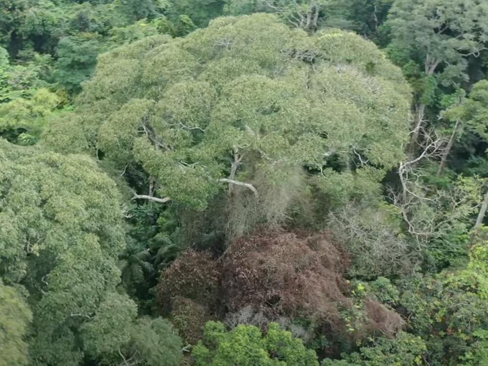 Researchers studying lightning's effects on Panama's forests found that one tree, <em>Dipteryx oleifera, </em>often survives being hit by lightning — and even benefits from the overall effects. One of the trees is seen here at center, four weeks after it was hit by a lightning strike that killed neighboring trees (the brown mass at lower center).