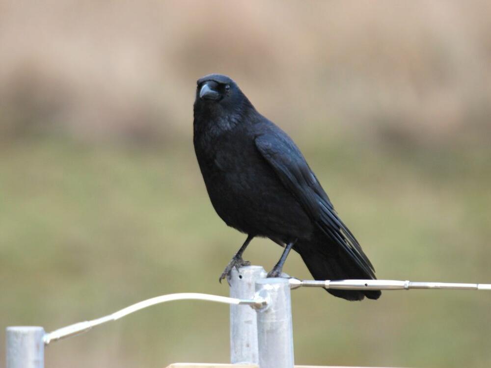 Carrion crows can distinguish some geometric patterns.