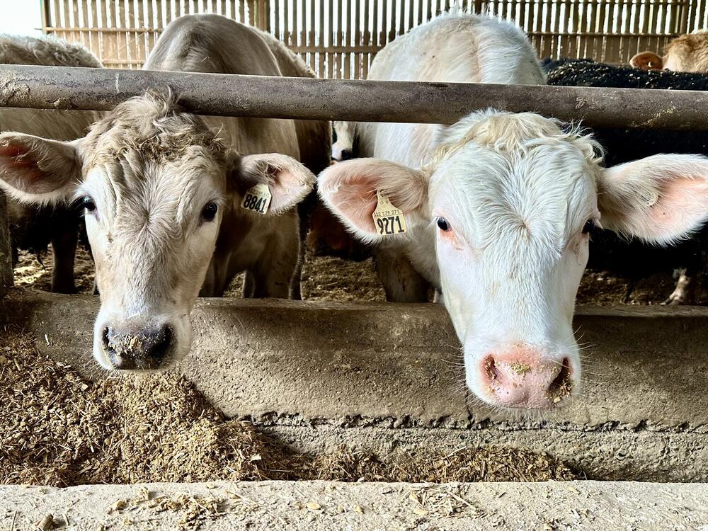 Beef cattle are pictured on a beef farm in Saint-Anicet, Quebec, Canada last year.