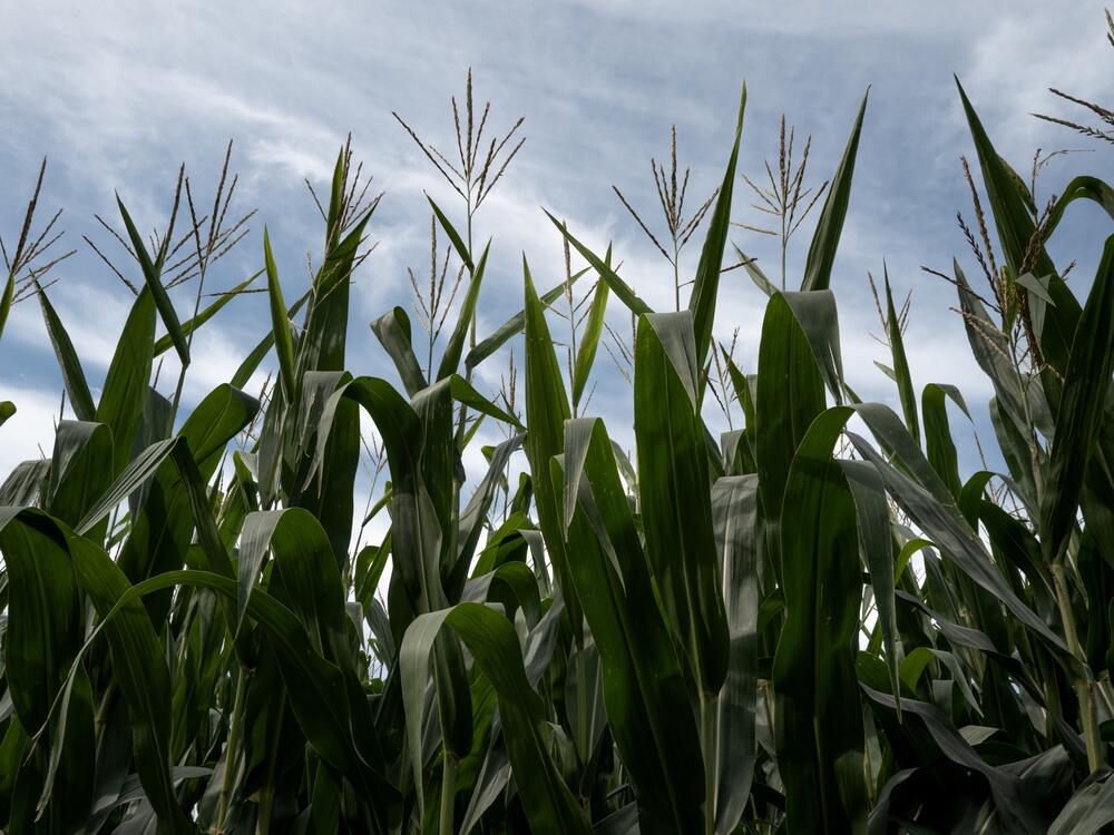 Corn grows on a farm on August 11, 2024, near Elizabeth, Ill.