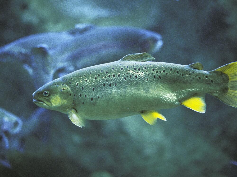 Atlantic Salmon, salmo salar, Adult, Quebec in Canada