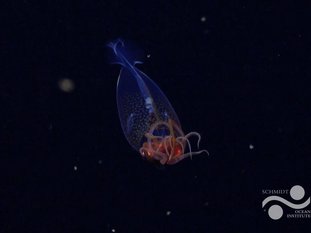 This is the first confirmed live observation of the colossal squid, <em>Mesonychoteuthis hamiltoni</em>, in its natural habitat. The team on Schmidt Ocean Institute's Research Vessel Falkor captured footage of the nearly one foot squid at a depth of 1,968 feet, using their remotely operated vehicle 