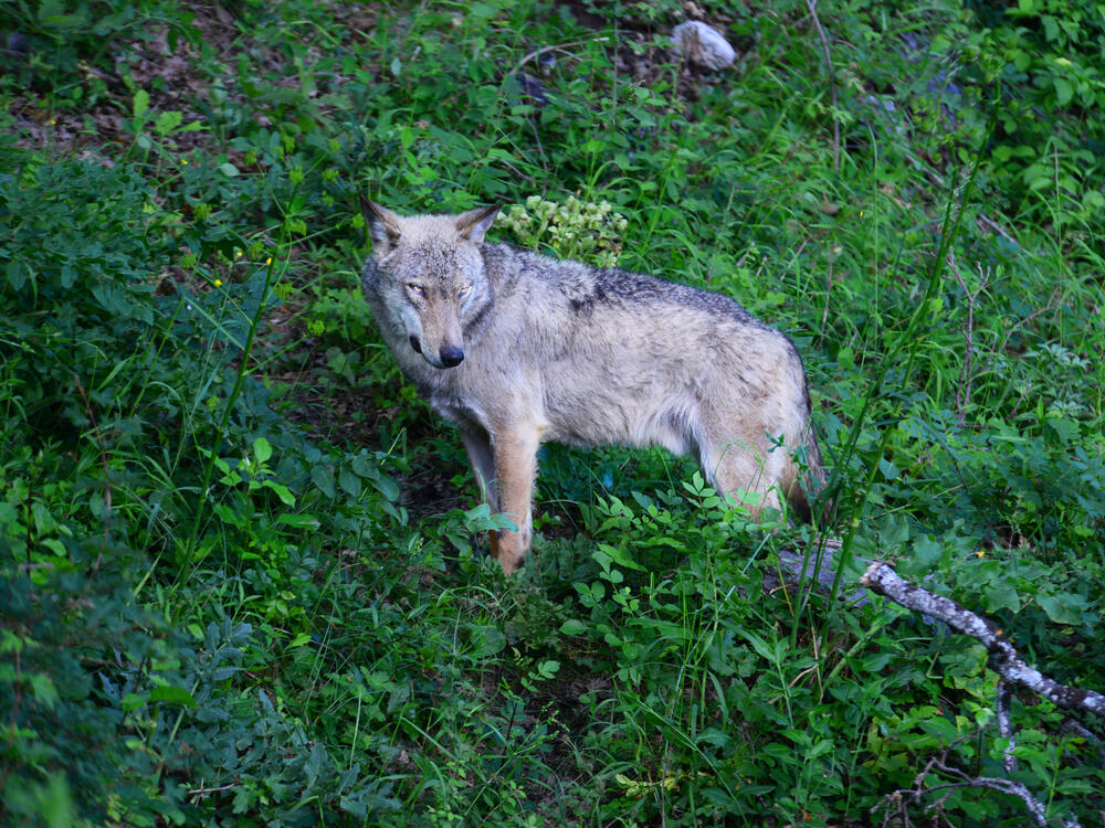 In the visitor center in the town of Civitella Alfedena inside Italy's National Park of Abruzzo, Lazio, and Molise, you can see wolves rescued inside the park.
