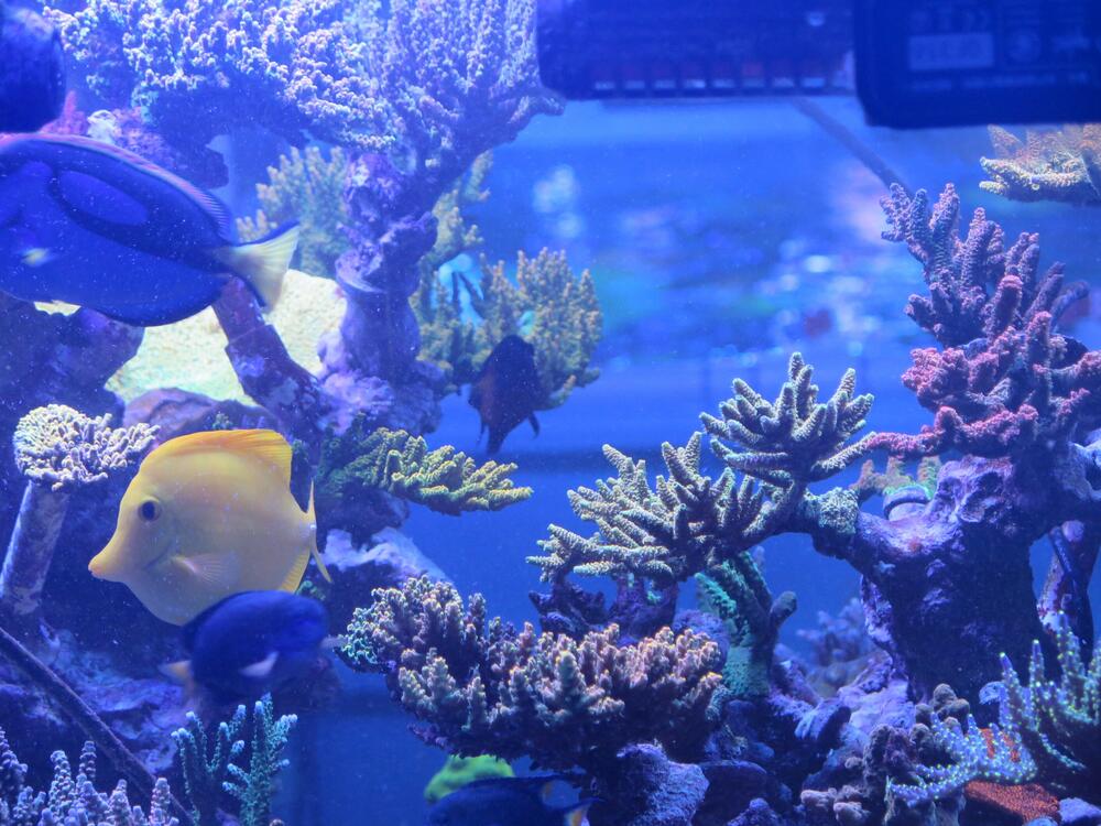 Foord has nearly a thousand species of coral in at least 50 saltwater tanks in a warehouse he calls his 
