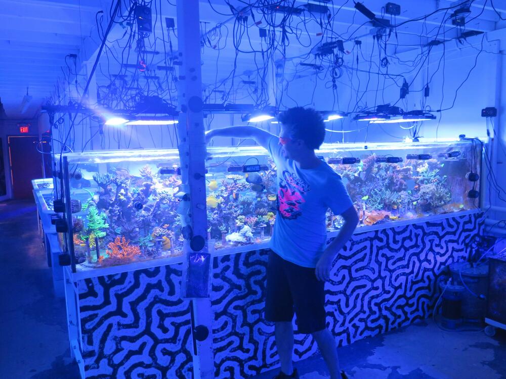 At Coral Morphologic, Foord is building a lab to breed and cultivate resilient coral that can be planted on reefs in Miami.
