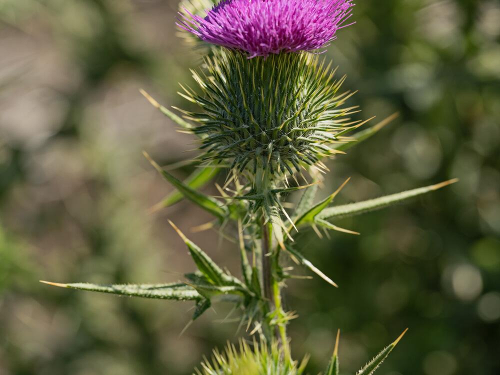 A painted lady butterfly rests on a milk thistle in Kenya.
