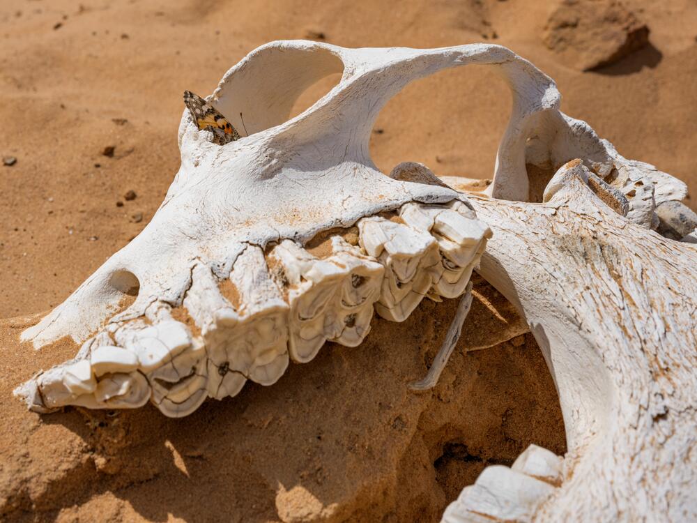 As droughts and other extreme weather events reshape landscapes, migrating painted lady butterflies adjust their course in search of blooming flowers. Here, a painted lady butterfly rests in a camel skull in Jordan.