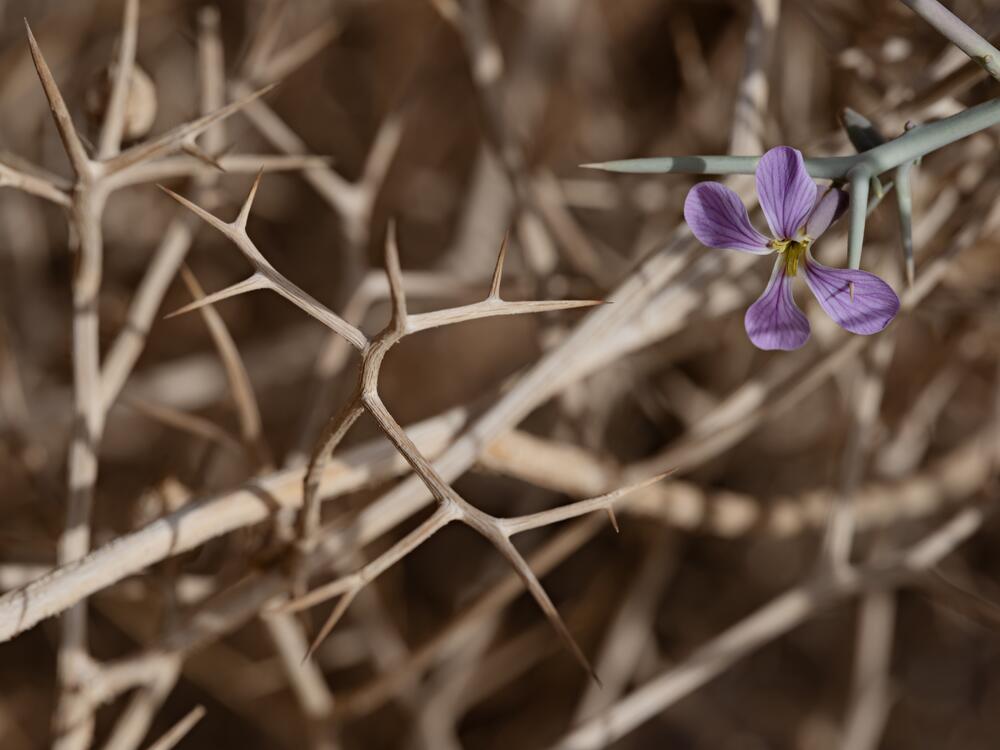 A spiny zilla flower is pierced by its thorn, in Jordan.