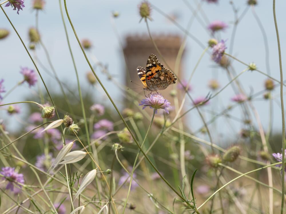A painted lady butterfly drinks nectar from a pincushion flower in Spain.