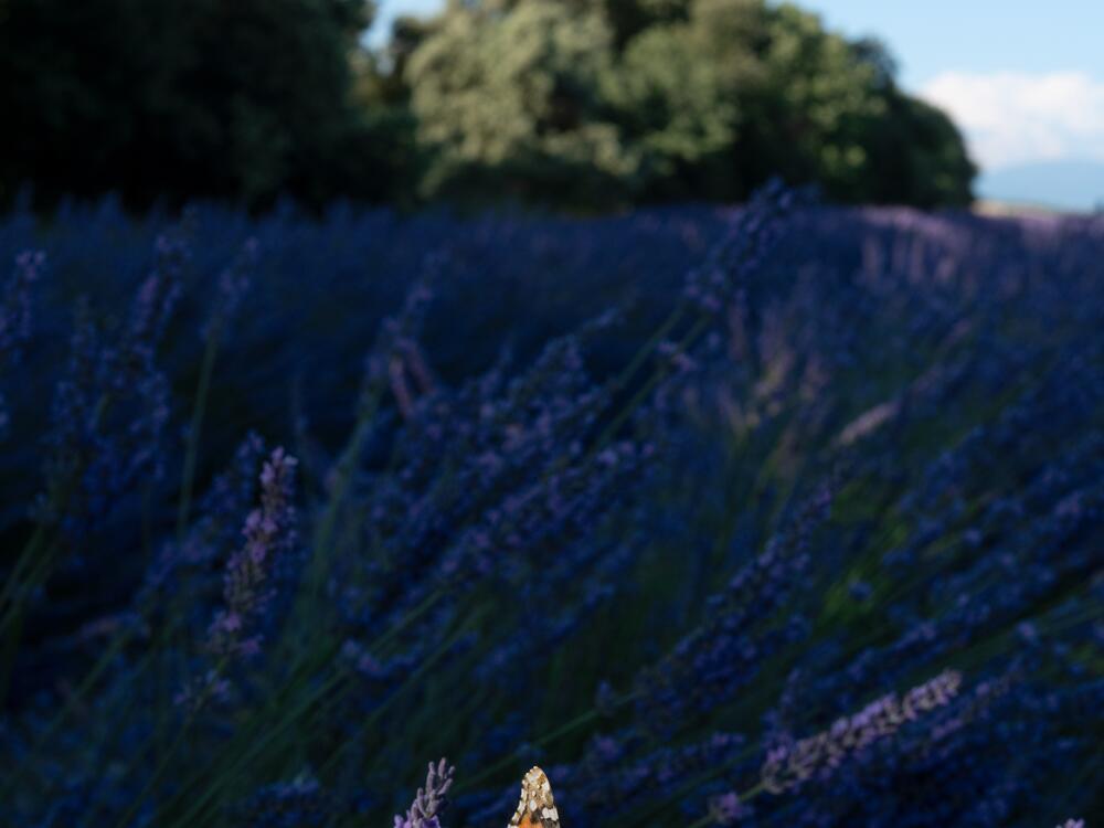 A painted lady butterfly rests on lavender flowers in France.