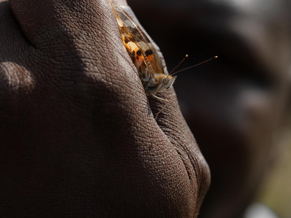 Mickaël holds a painted lady butterfly in Ivory Coast.