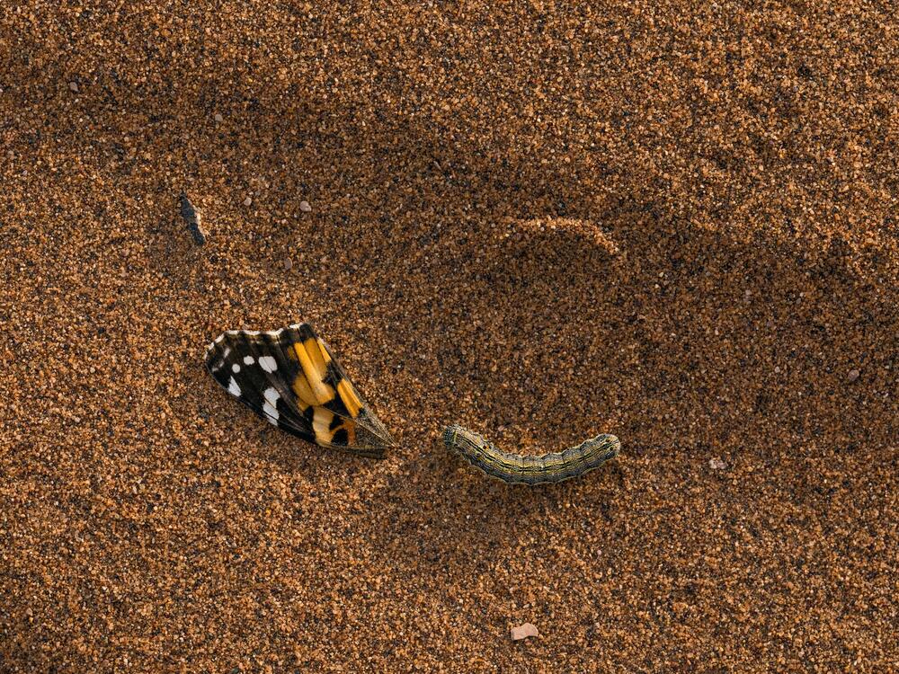 A caterpillar crawls near a painted lady butterfly wing, on a sand dune in Morocco.