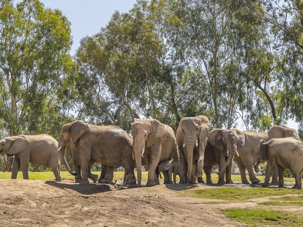 Elephants at the San Diego Zoo Safari Park in Escondido, Calif., quickly formed an 