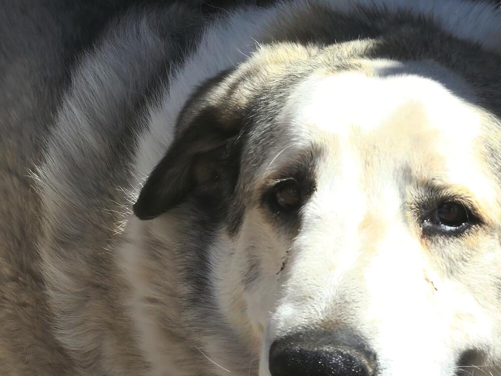 Buford, an Anatolian Pyrenees, found 2-year-old Boden Allen nearly seven miles from the boy's home.