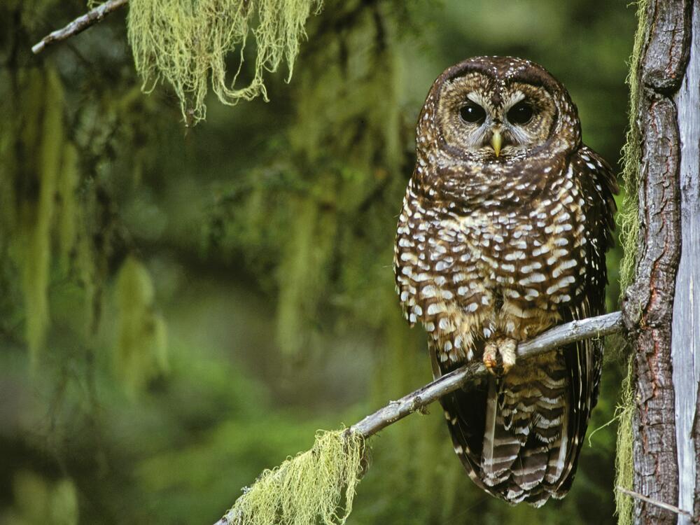 Northern spotted owls are one of many species whose habitat was historically protected by the Endangered Species Act.
