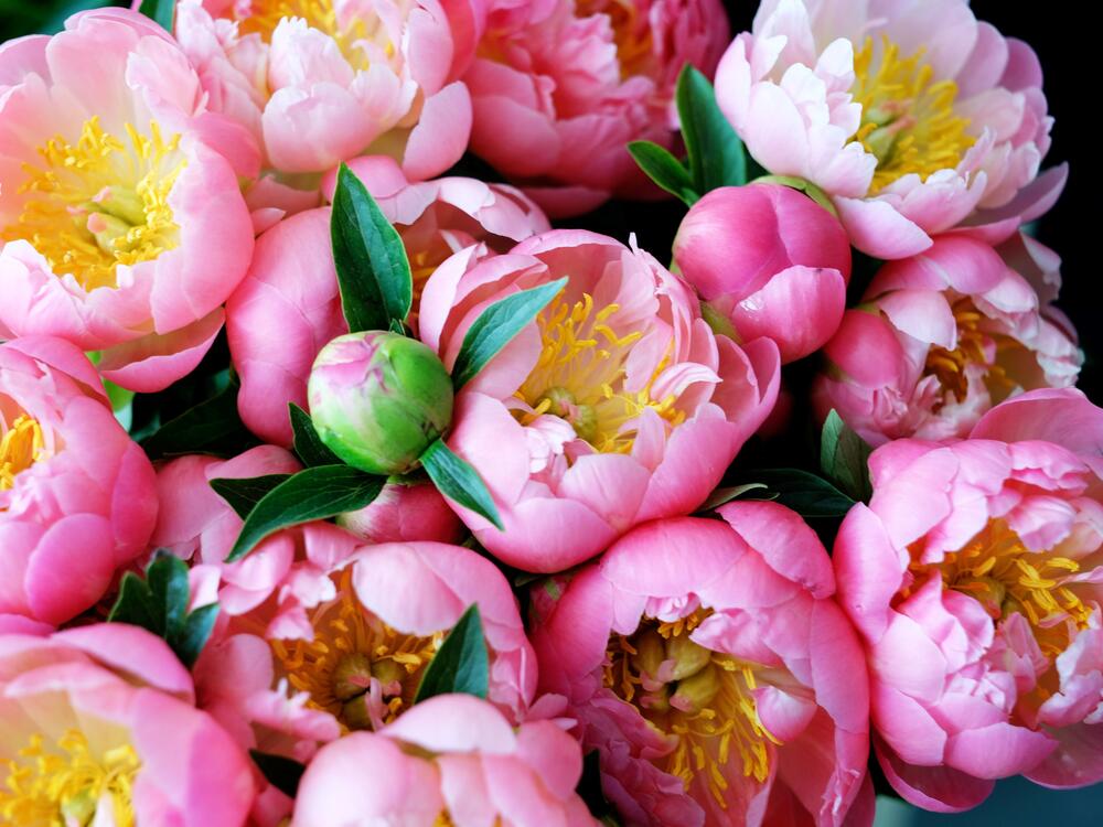Peonies in Marseille, southern France, on April 25, 2018.