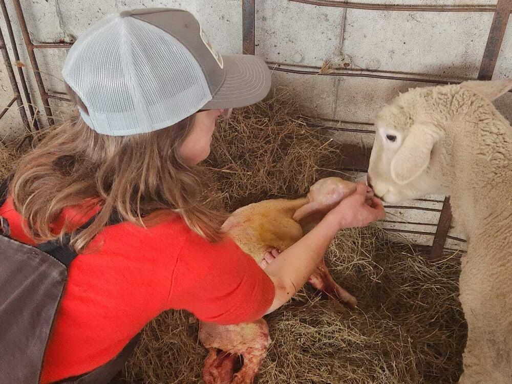 A key part of the lambing process is bonding the ewes with their newborns, so they will nourish and care for the young.