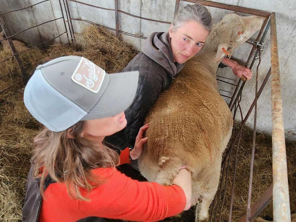 Kristin Kimball and Anne Brown work to help a ewe deliver another set of triplets after a lamb turns breach.