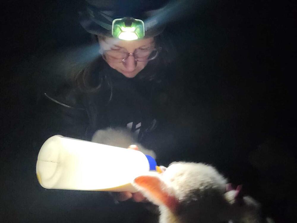Kristin Kimball gives extra nourishment to one of the newborn lambs in her flock. She hopes for 400 healthy births before this spring lambing season ends.