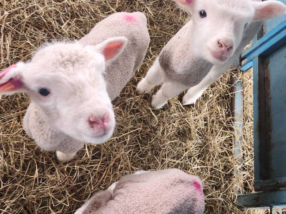 Imagine being swarmed by long-legged, clumsy little poodles. This is what lambing season feels like on a northern New York Farm.