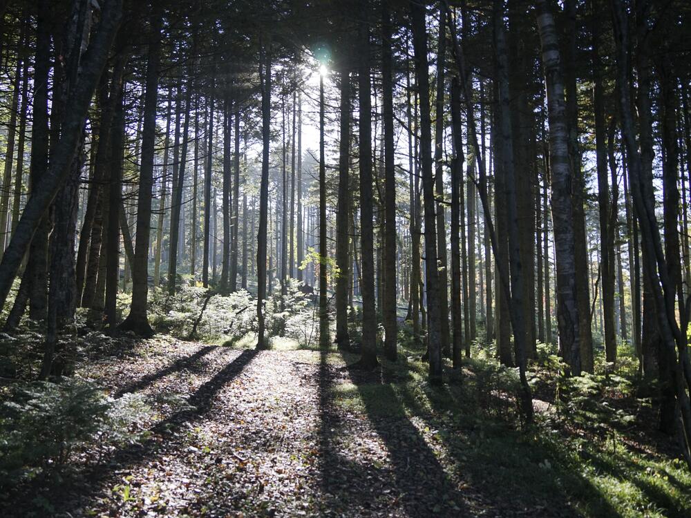 The morning sun shines through a forest outside Yuzhno-Sakhalinsk on Sakhalin Island in Russia's Far East, Friday, Sept. 3, 2021.