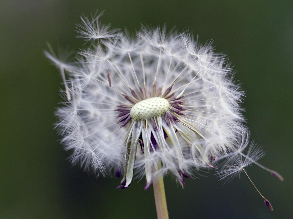 A mature dandelion is seen on a warm spring day in Belgrade, Serbia, Tuesday, April 23, 2013.