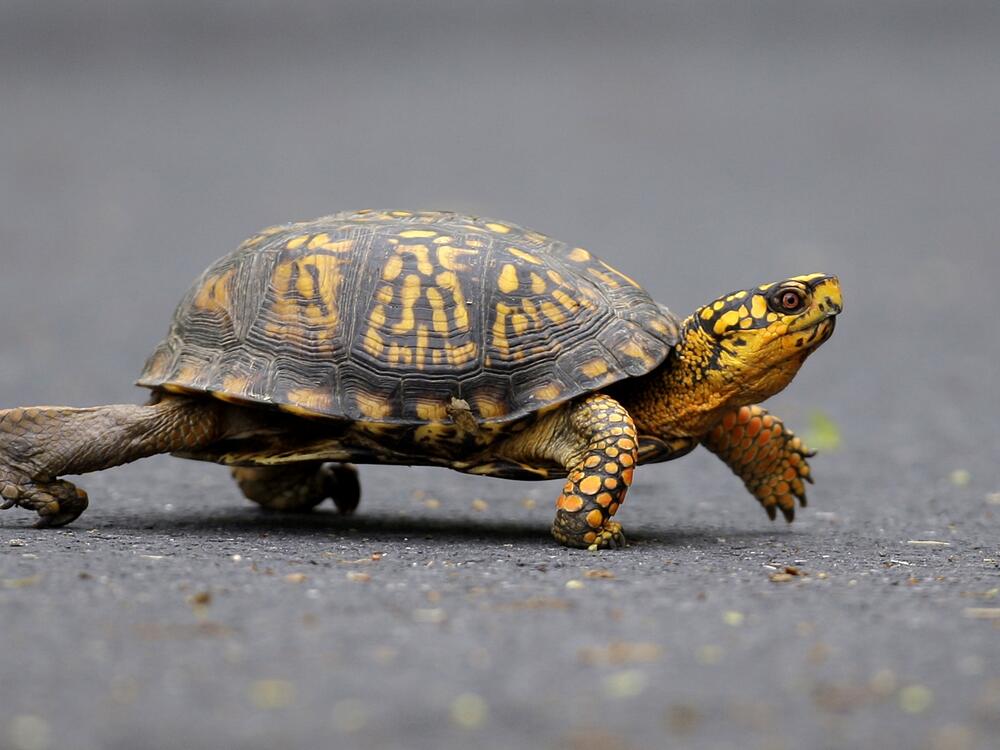FILE - A male Eastern Box Turtle moves across a path at Wildwood Lake Sanctuary in Harrisburg, Pa., May 2, 2009.