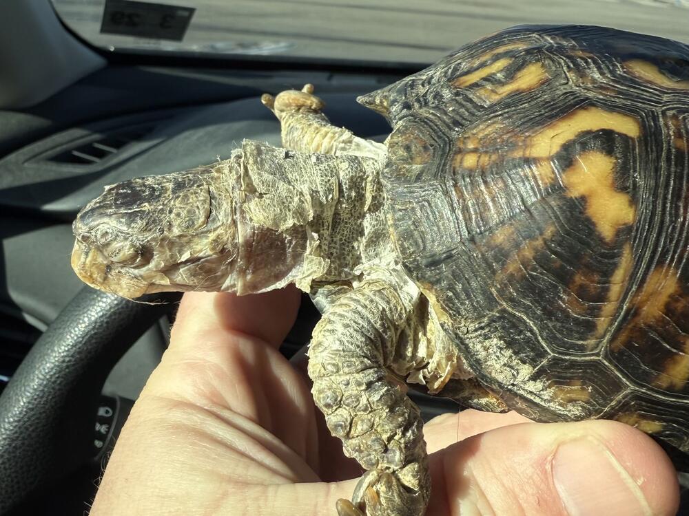 Rockalina the eastern box turtle when she was first rescued by Garden State Tortoise.
