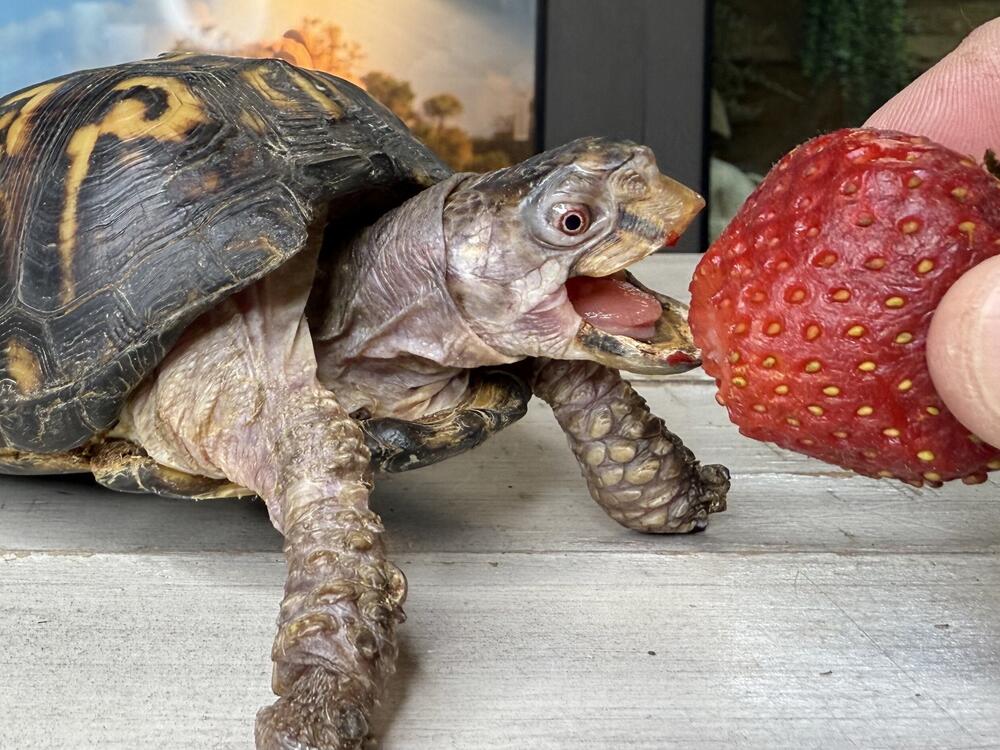 Rockalina chows down on a strawberry.