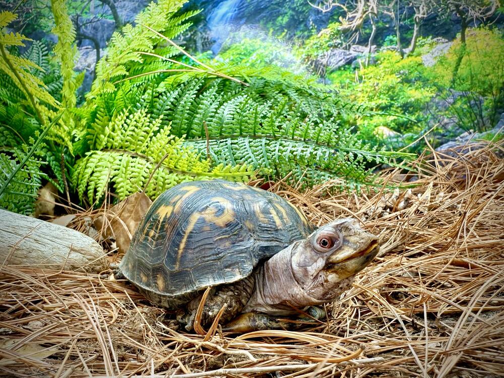 Rockalina rests in her habitat.
