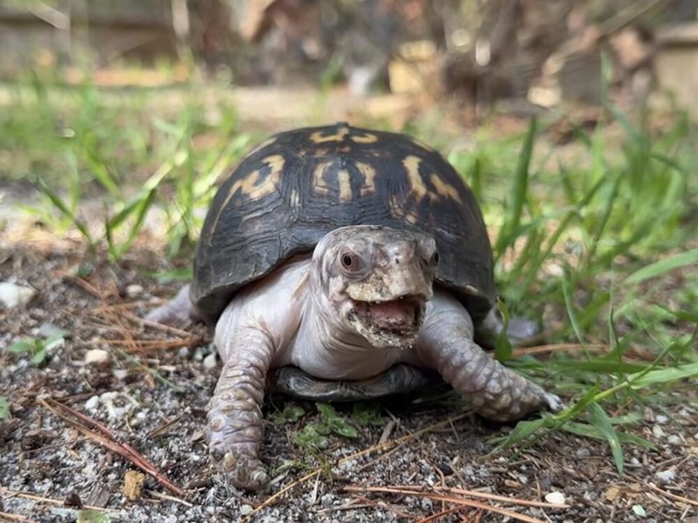 Rockalina the eastern box turtle enjoys the outdoors for the first time in nearly 50 years.