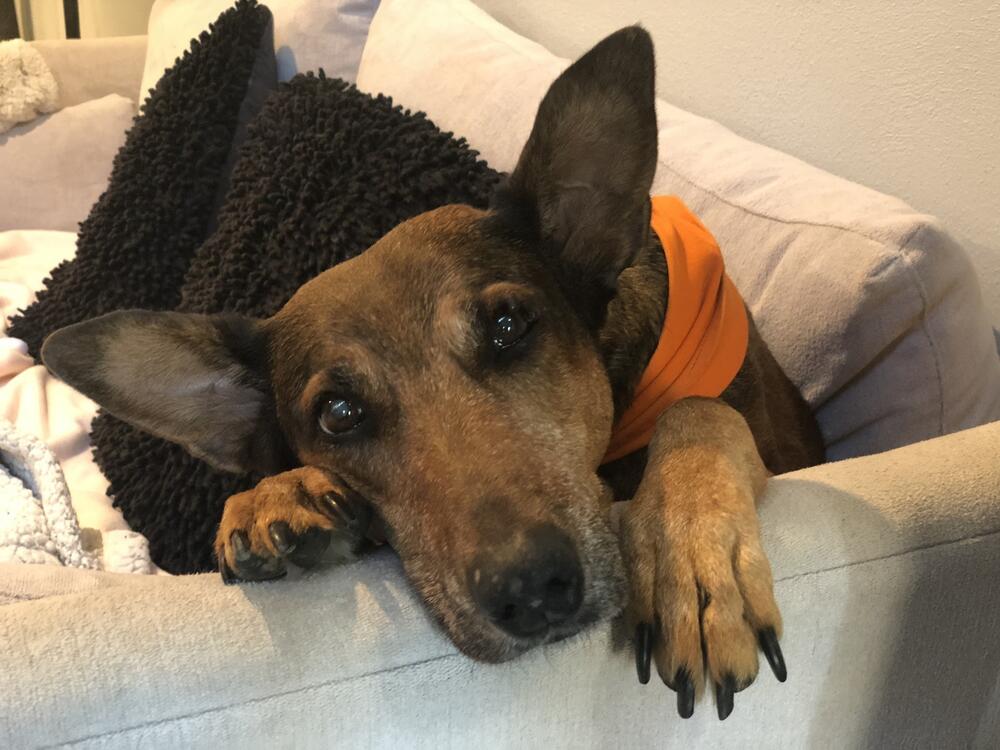 Melanie Gniewek's dog named Scarlett.